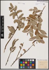Foto von Salix cinerea L.